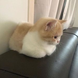 Meet your Posher, Kaylie